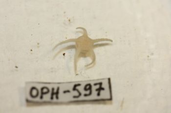 Media type: image;   Invertebrate Zoology OPH-597 Description: Preserved specimen.;